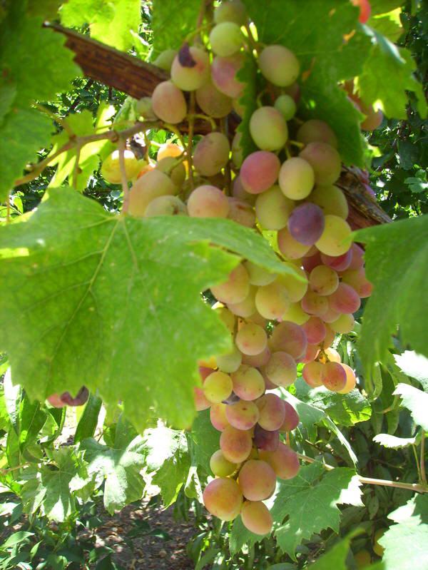 Manolates - Wein aus Samos