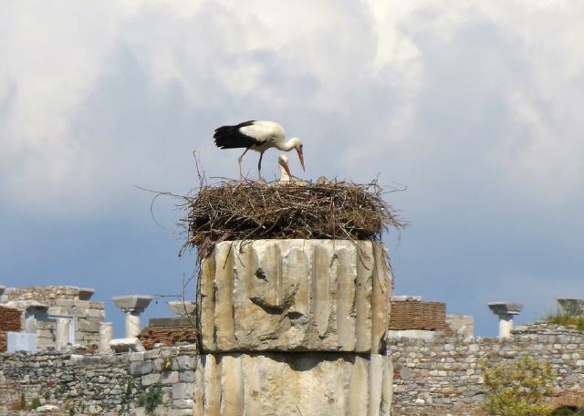 Selçuk - Tempel der Artemis