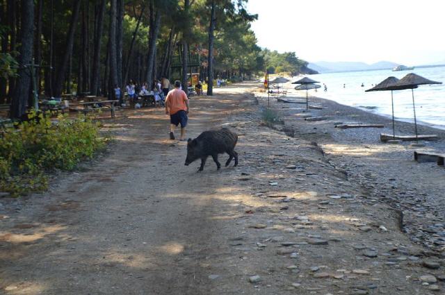 Güzelcamli - Dilek Nationalpark