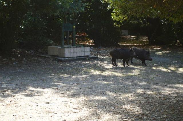 Güzelcamli - Dilek Nationalpark