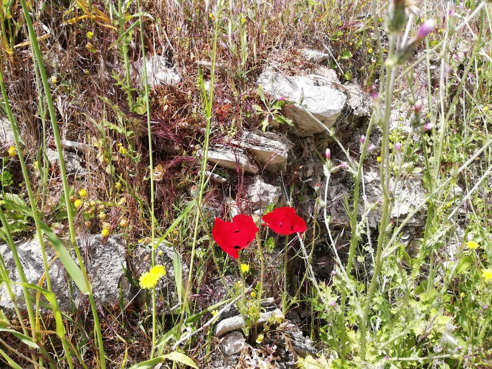 Insel Samos - Jahreszeiten