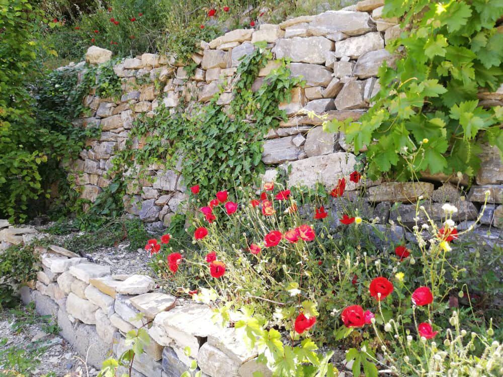 Insel Samos - Vegetation im Frühjahr